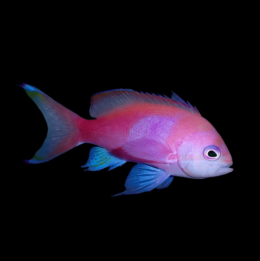 Squareback Anthias Balığı - Male