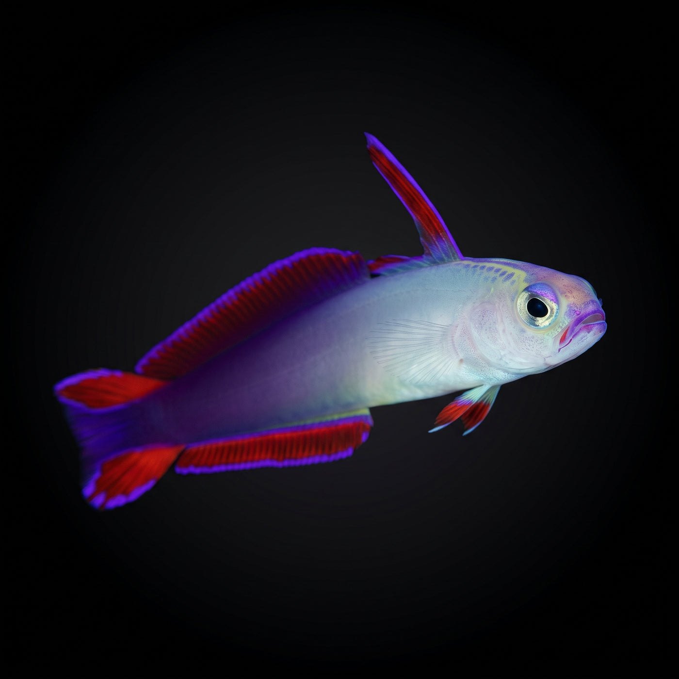 Purple Firefish