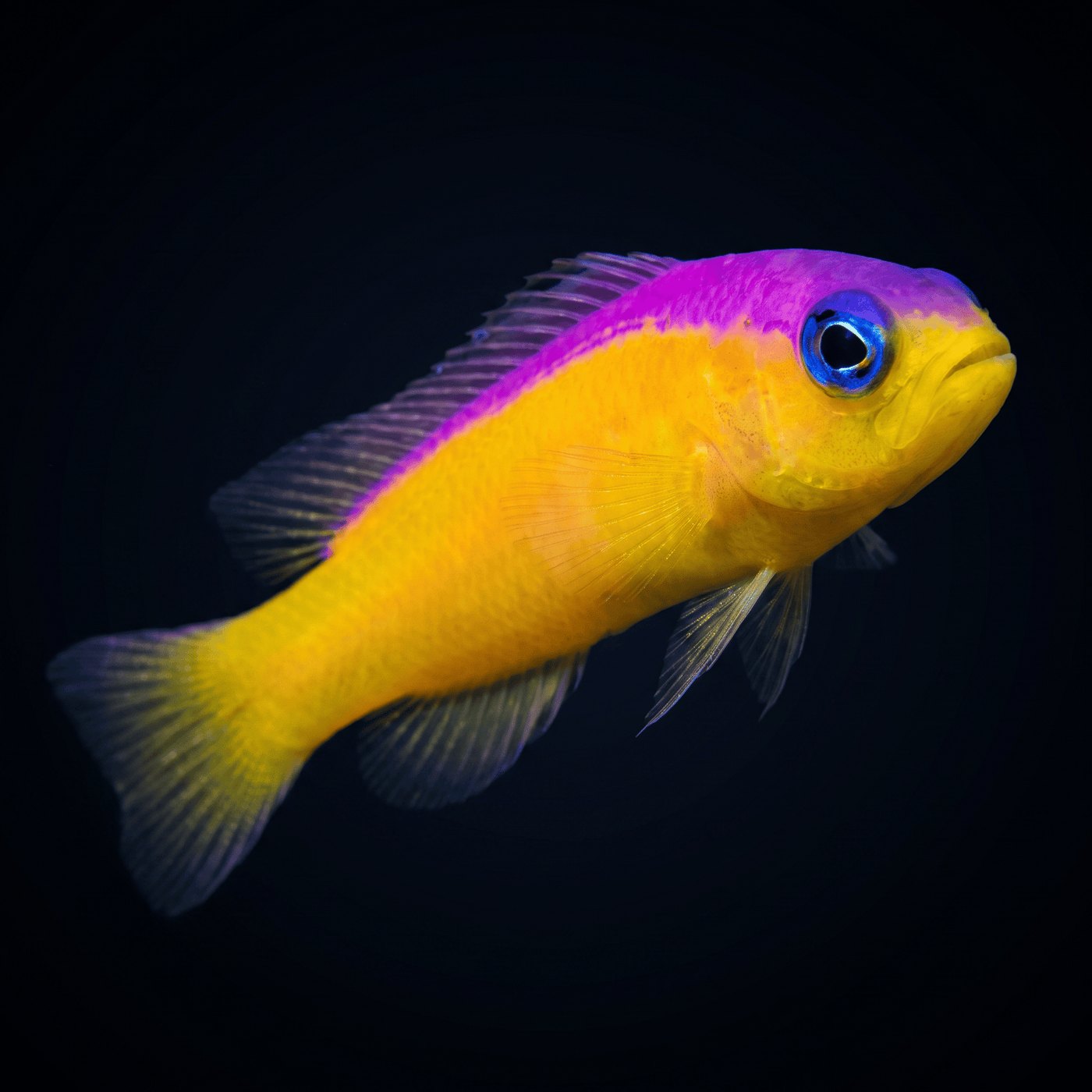 Purple Stripe Dottyback Balığı