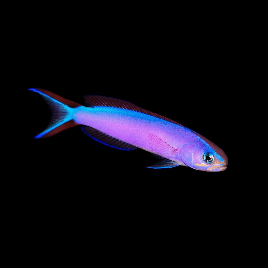 Purple Tilefish