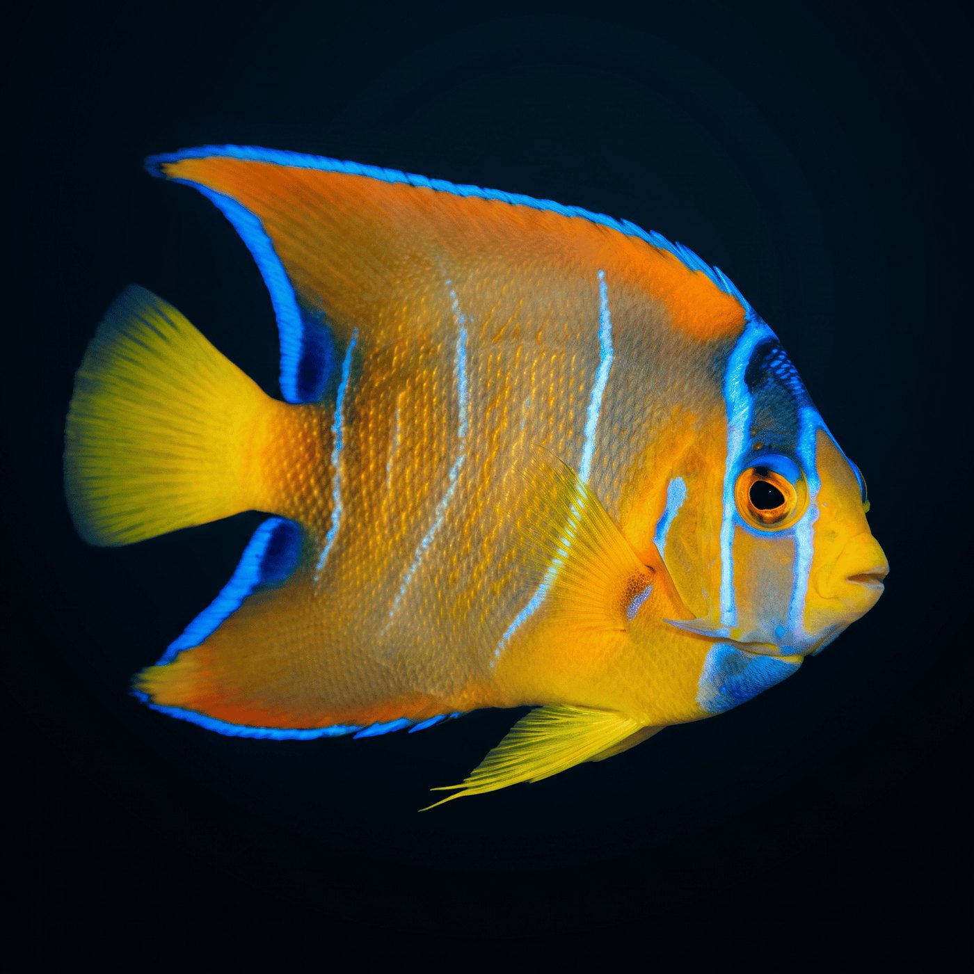 Queen Melek Balığı - Juvenile