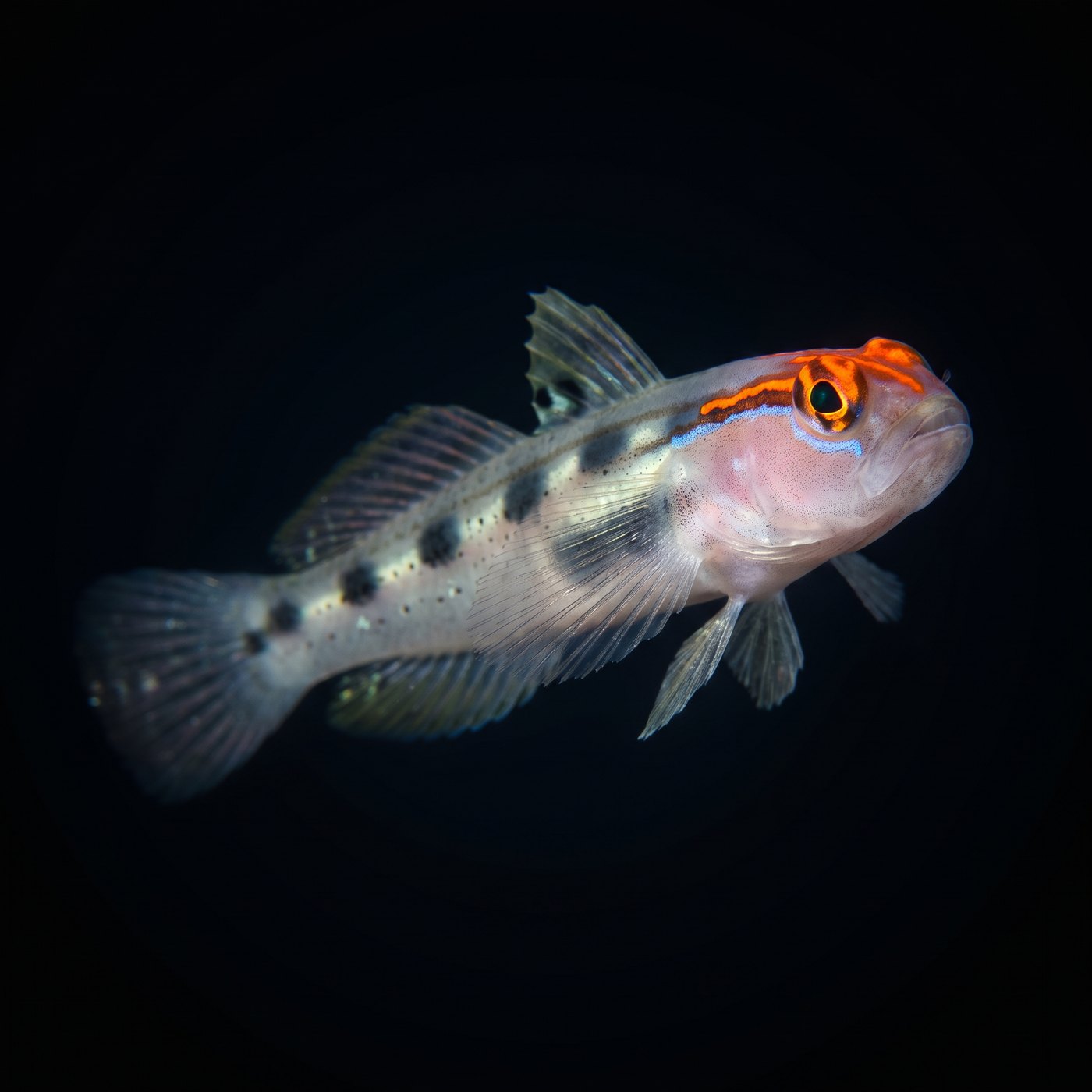Red Head Goby Balığı