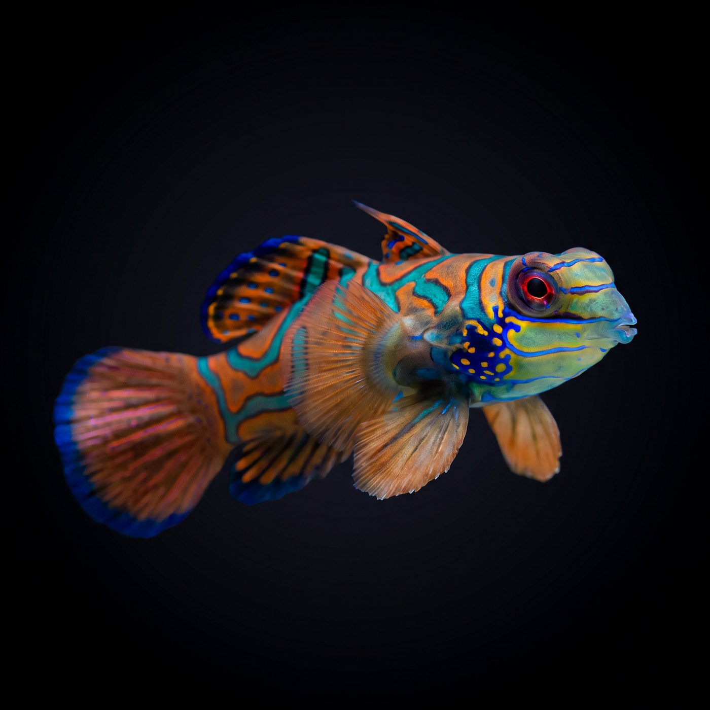 Red Mandarin Balığı Dragonet Balığı