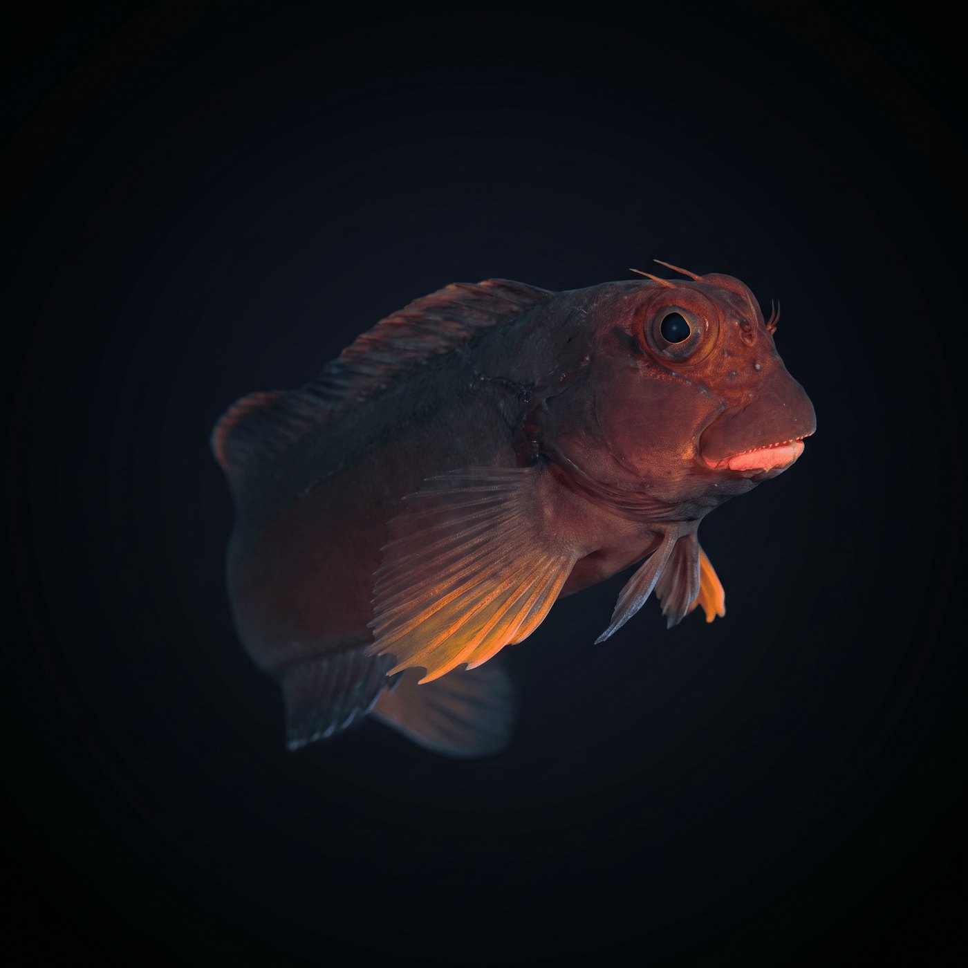Redlip Blenny Balığı