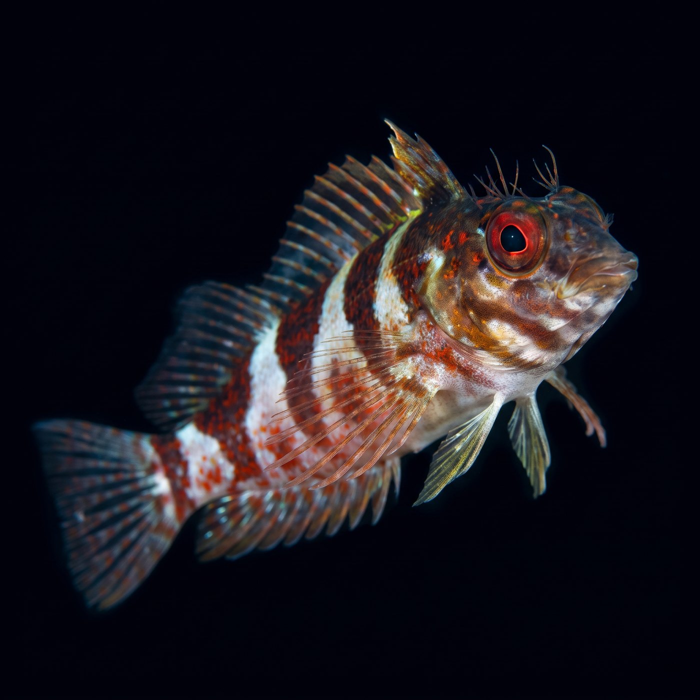 Saddled Blenny Balığı