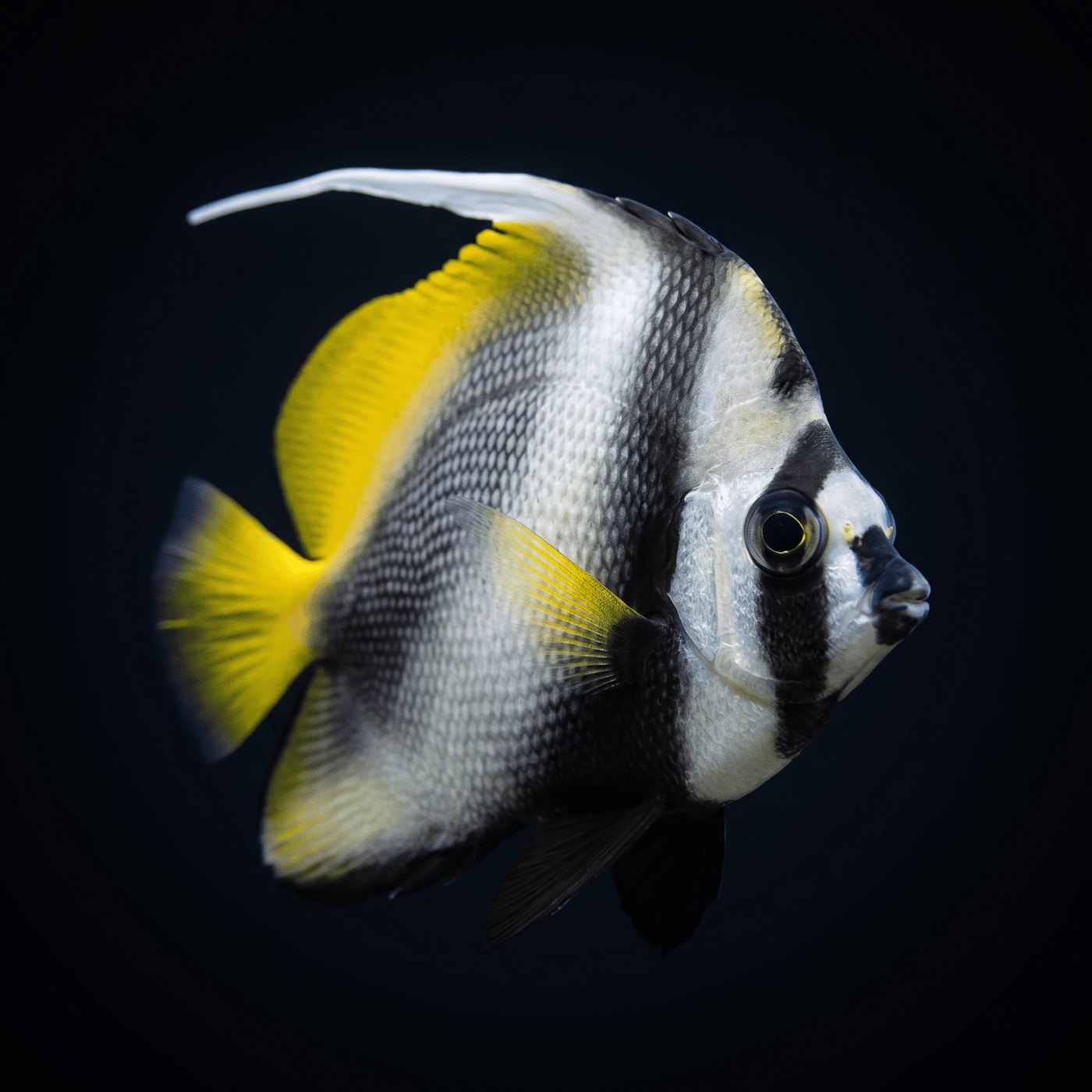 Singular Bannerfish
