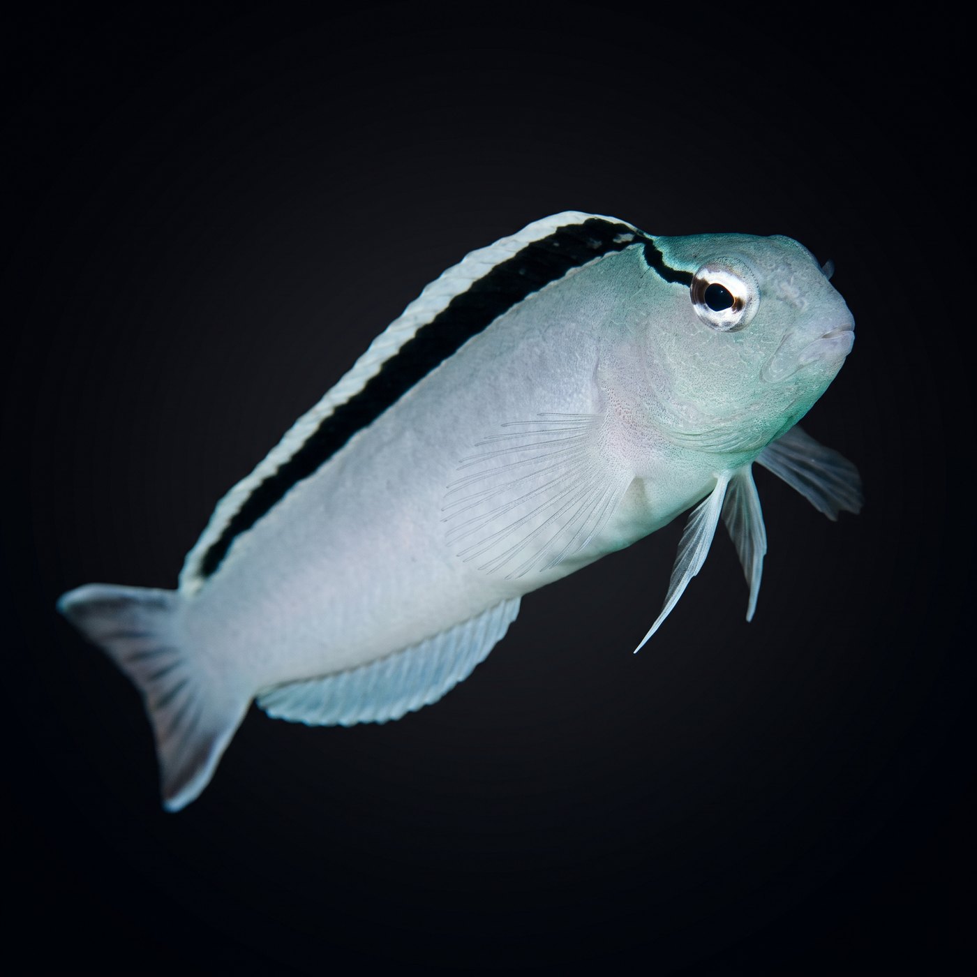 Smith's Blenny Balığı