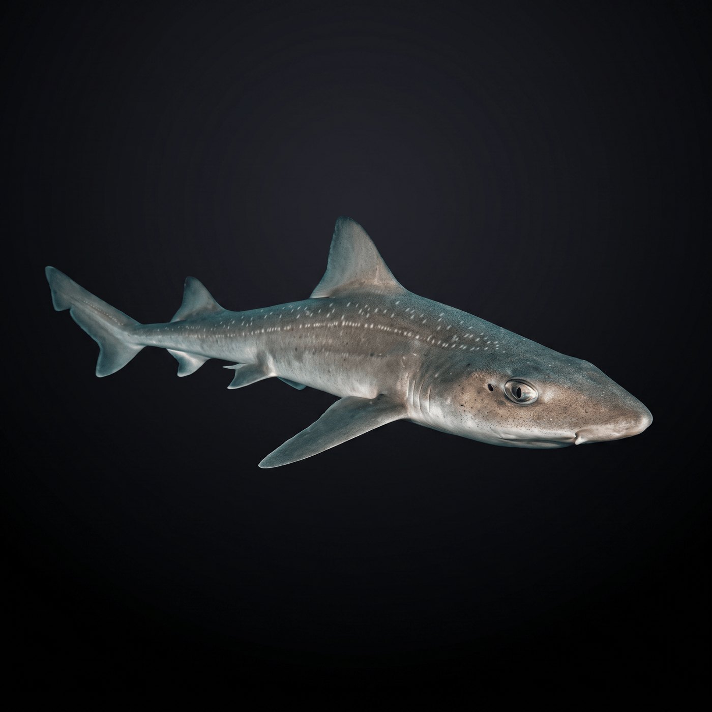 Smooth Hound Köpekbalığı