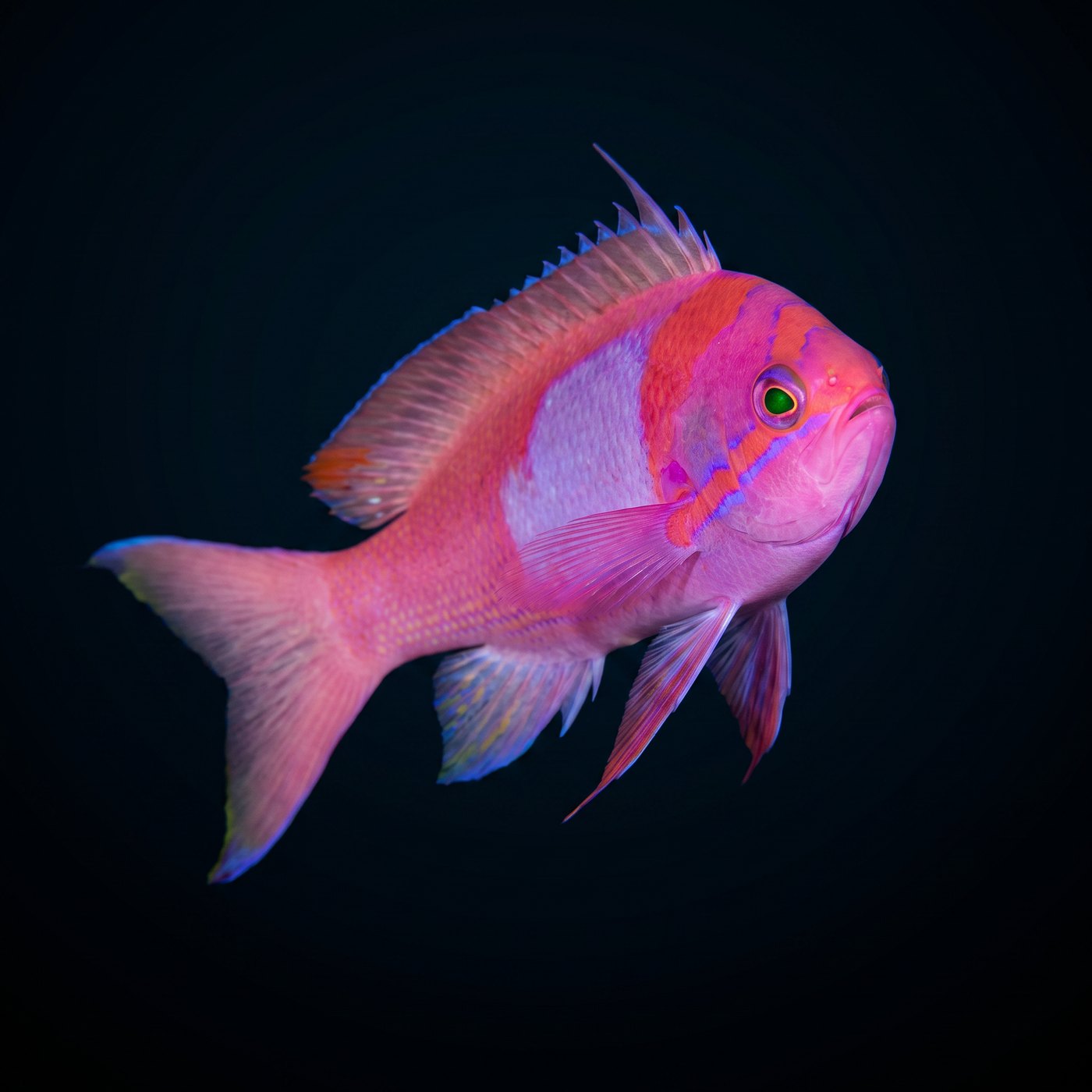 Squareback Anthias Balığı - Male - Fiji