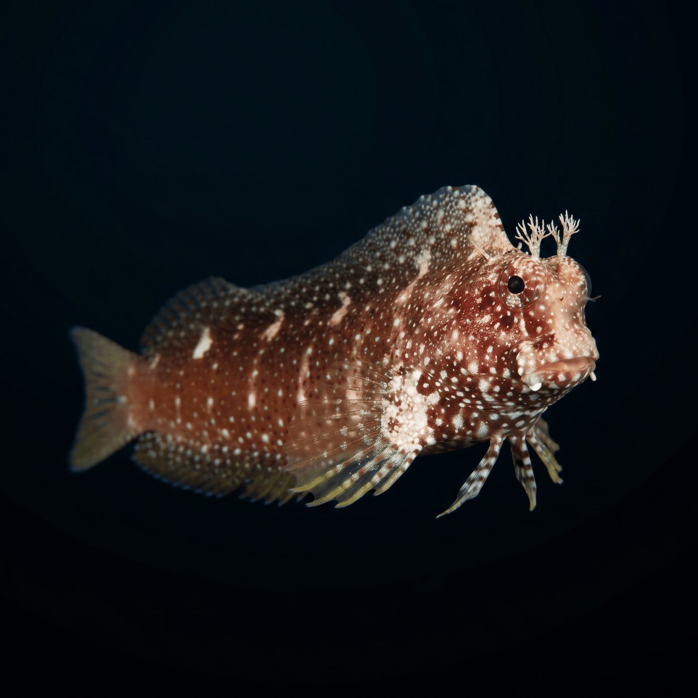 Starry Blenny Balığı