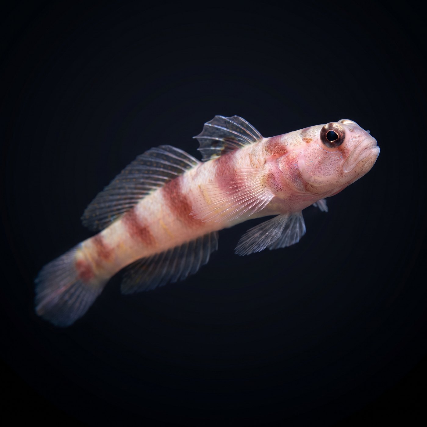 Steinitz Goby Balığı