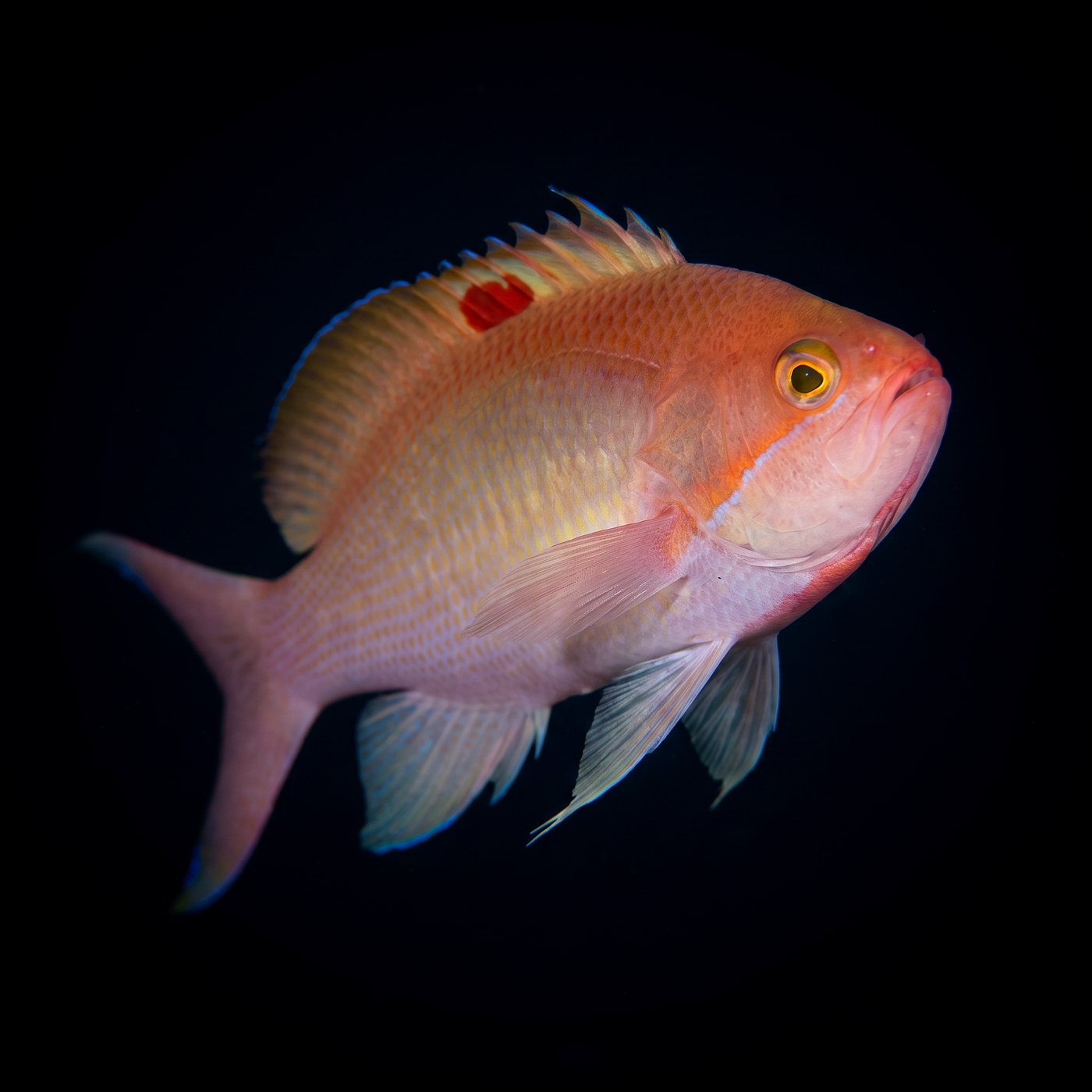 Stocky Anthias Balığı - Male
