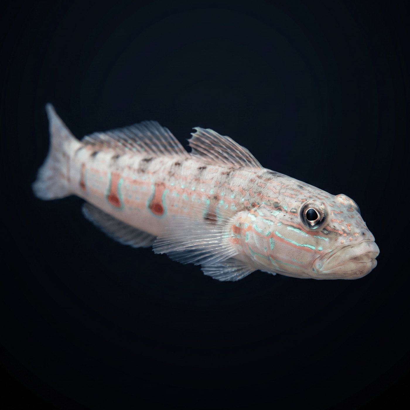 Striped Sleeper Goby Balığı