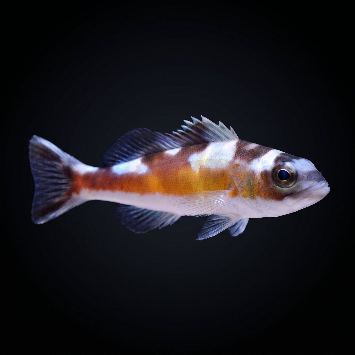 Tobacco Basslet Balığı
