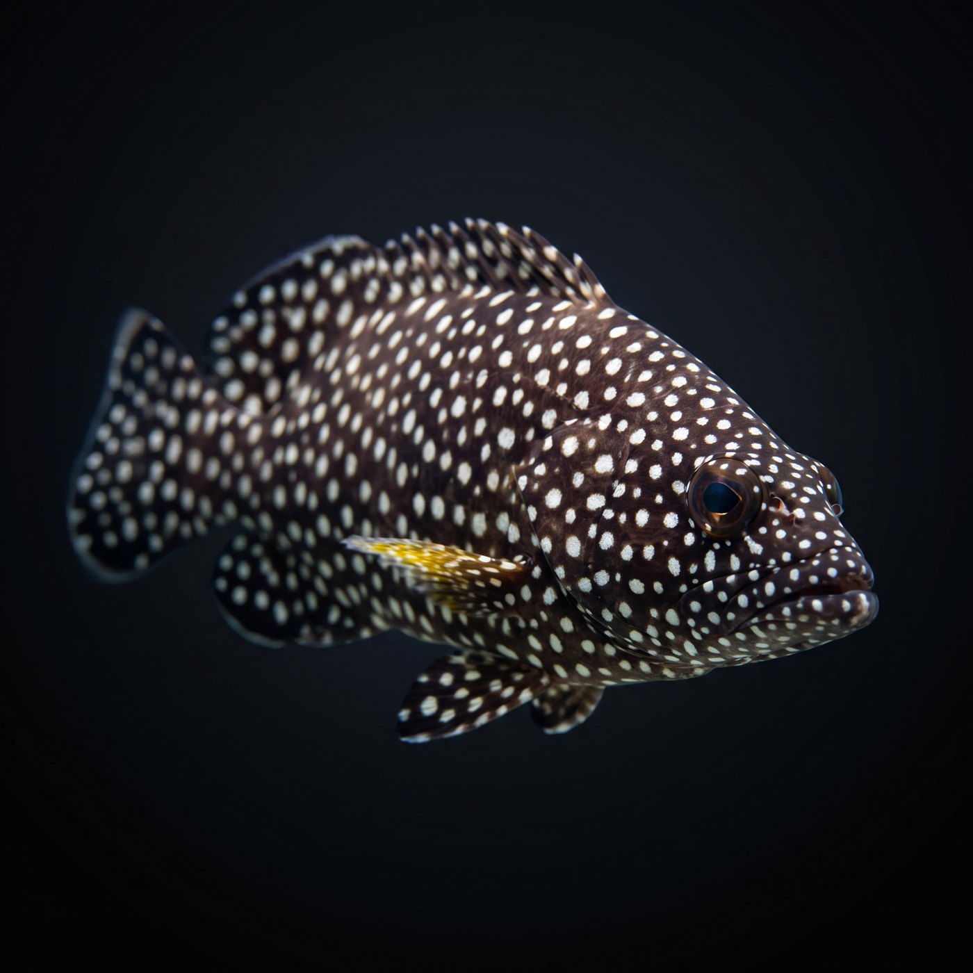 Whitespotted Orfoz Balığı