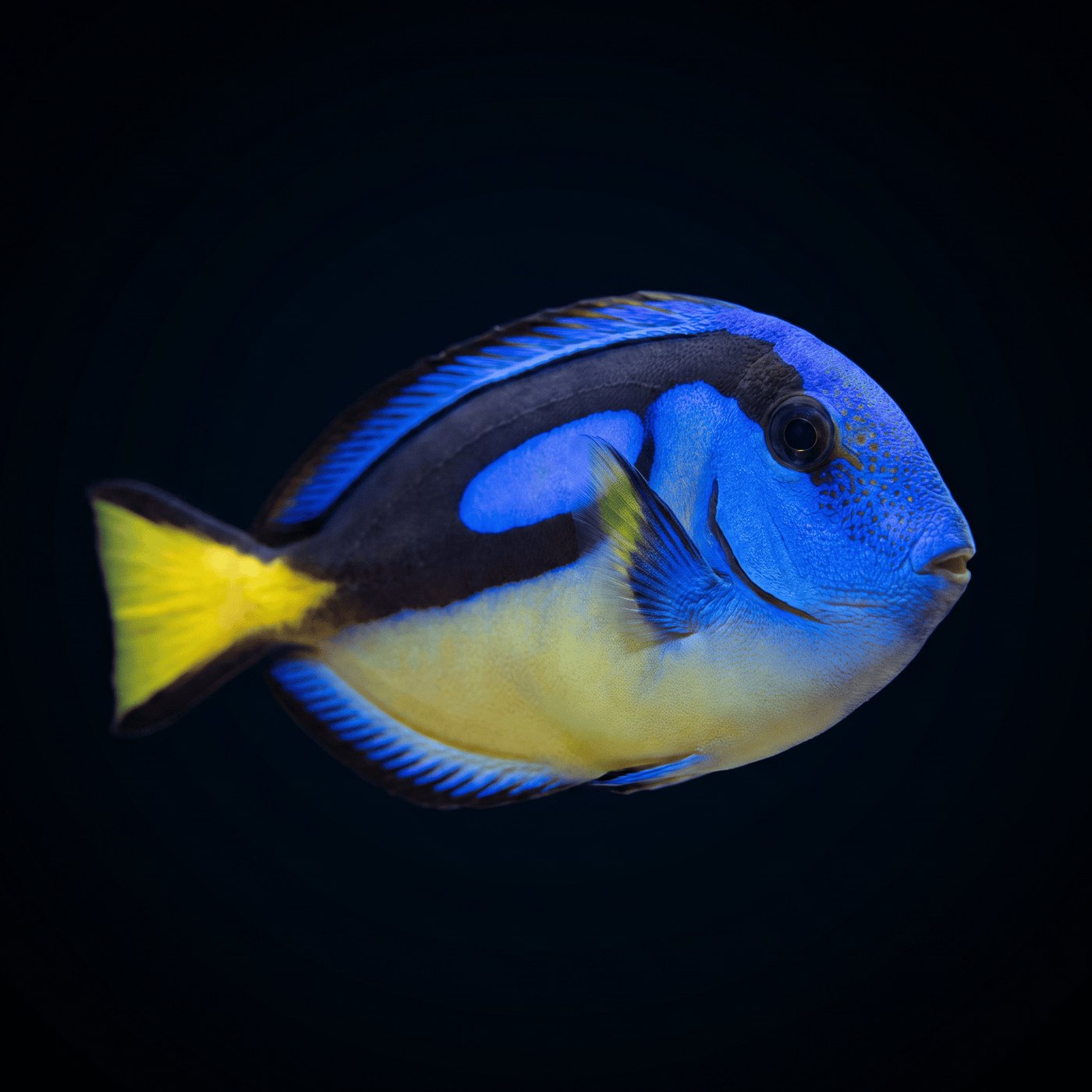 Blue Hippo Cerrah Balığı - Yellow Belly