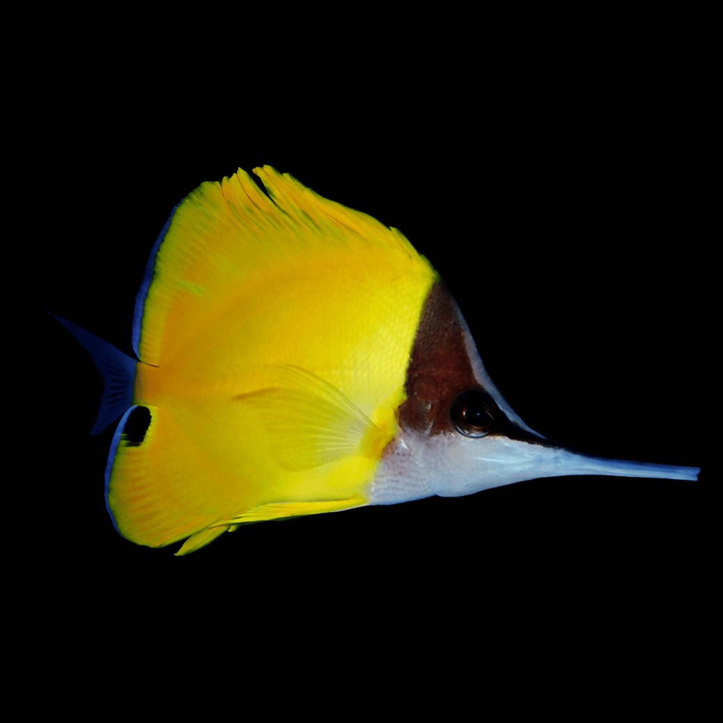 Yellow Longnose Kelebek Balığı