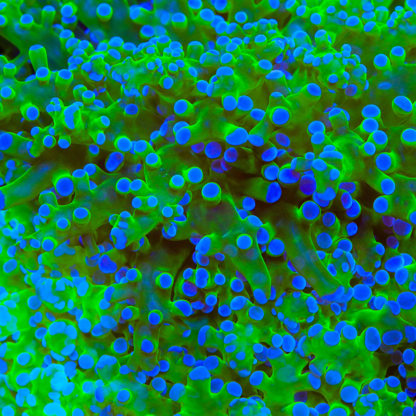 Bicolor Frogspawn Coral