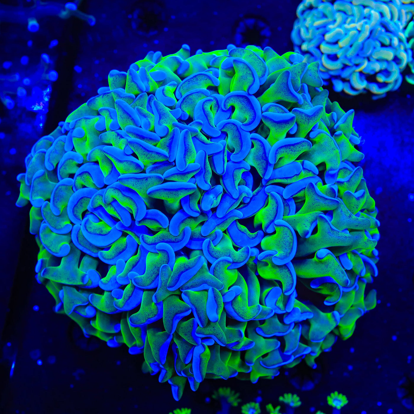 Blue Tip Wall Hammer Coral