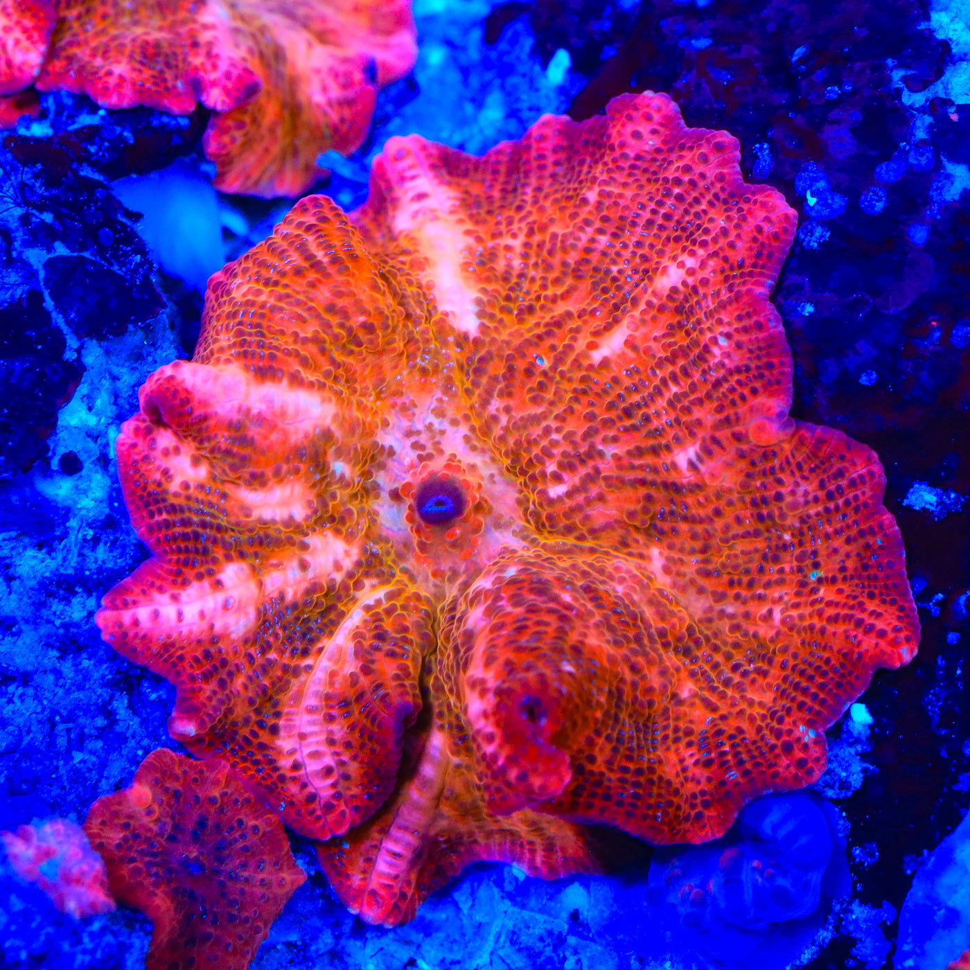 Crimson Chaos Mushroom Coral