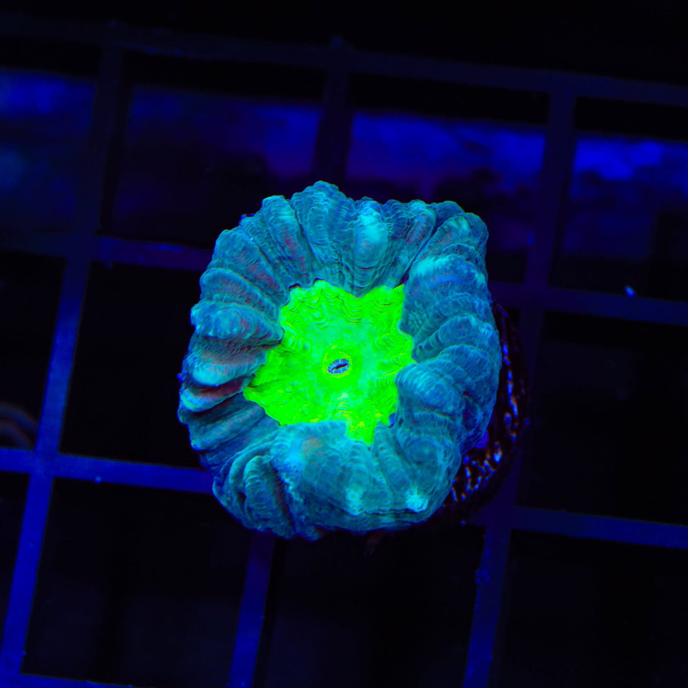Spooky Candy Cane Coral