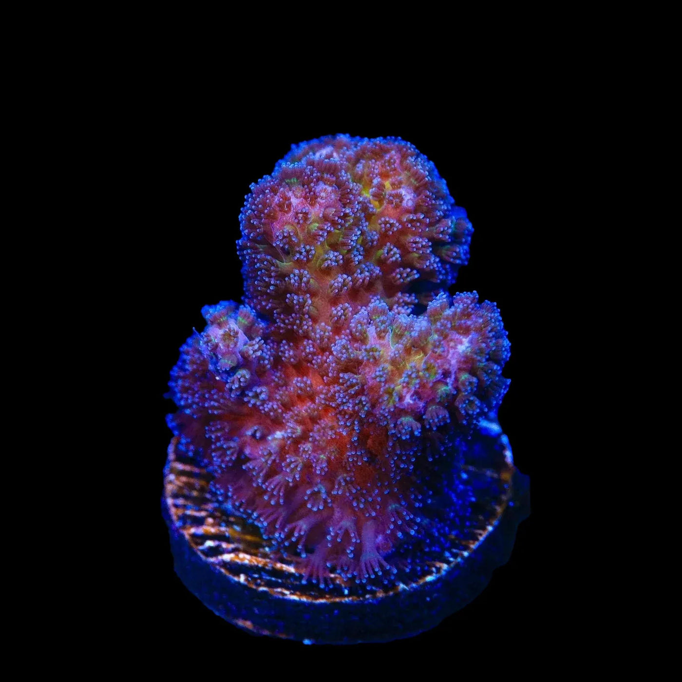 Gold Pocillopora Coral