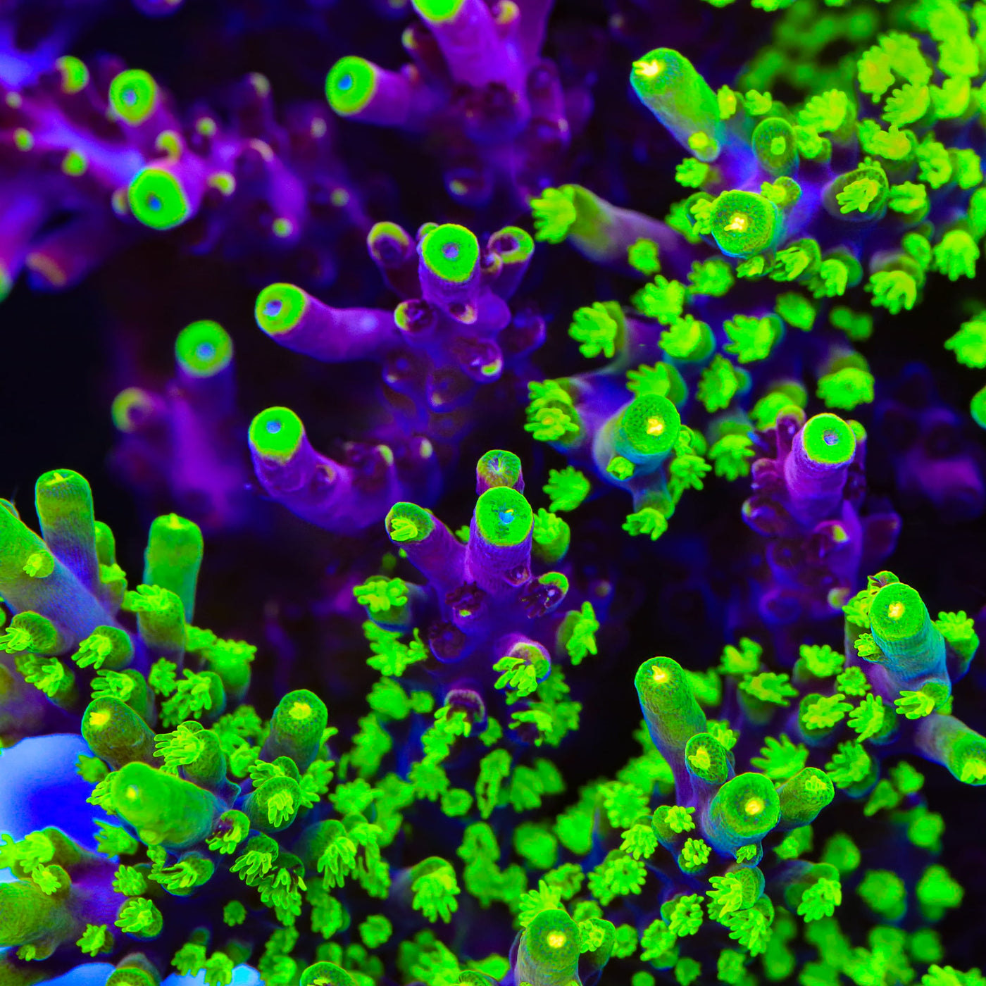 Grafted Fox Splice Acropora Coral