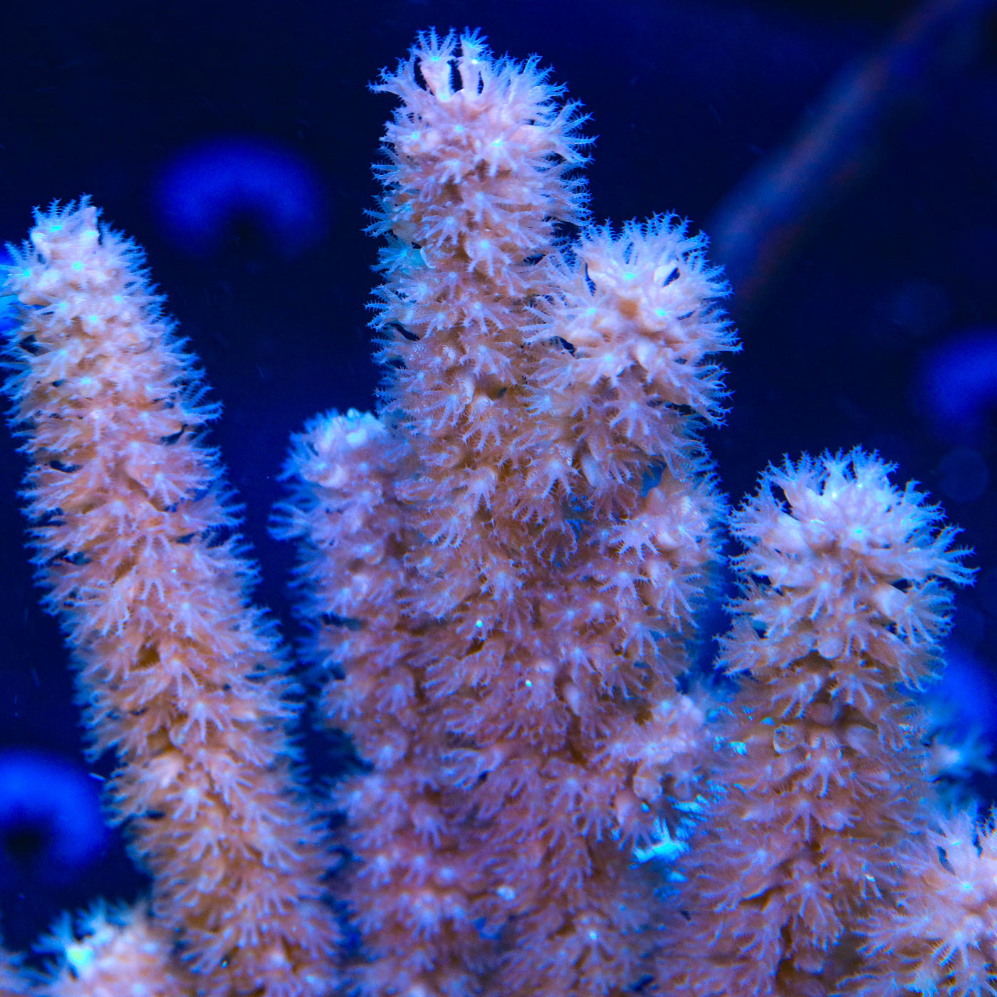 TSA Ice Blast Gorgonian Coral
