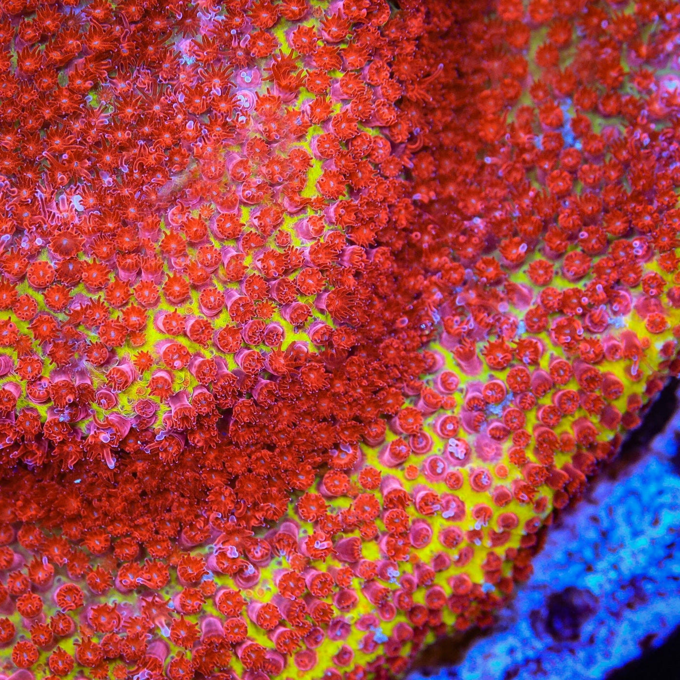 JF Burning Banana Stylocoeniella Coral