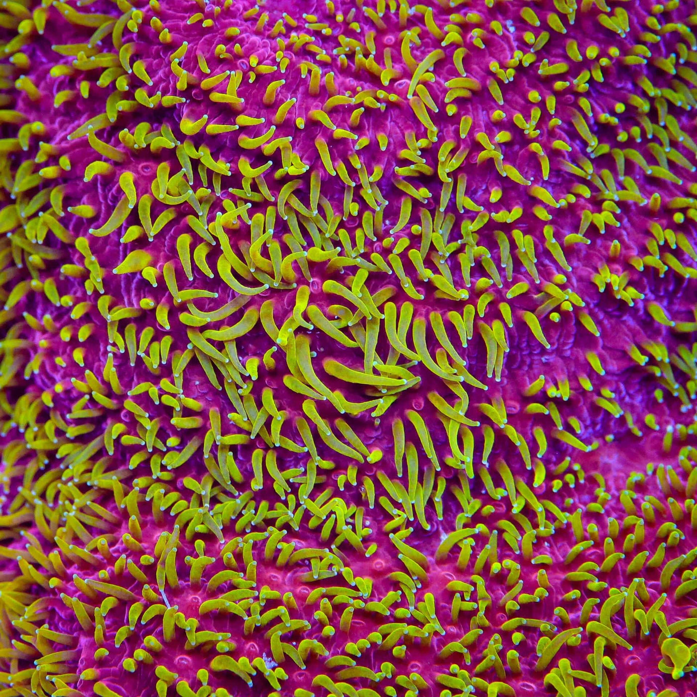 JF Freak Hair Lithophyllon Coral