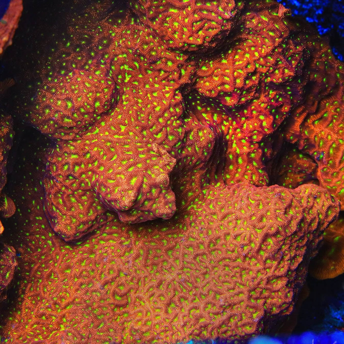 JF Jack O Lantern Leptoseris Coral