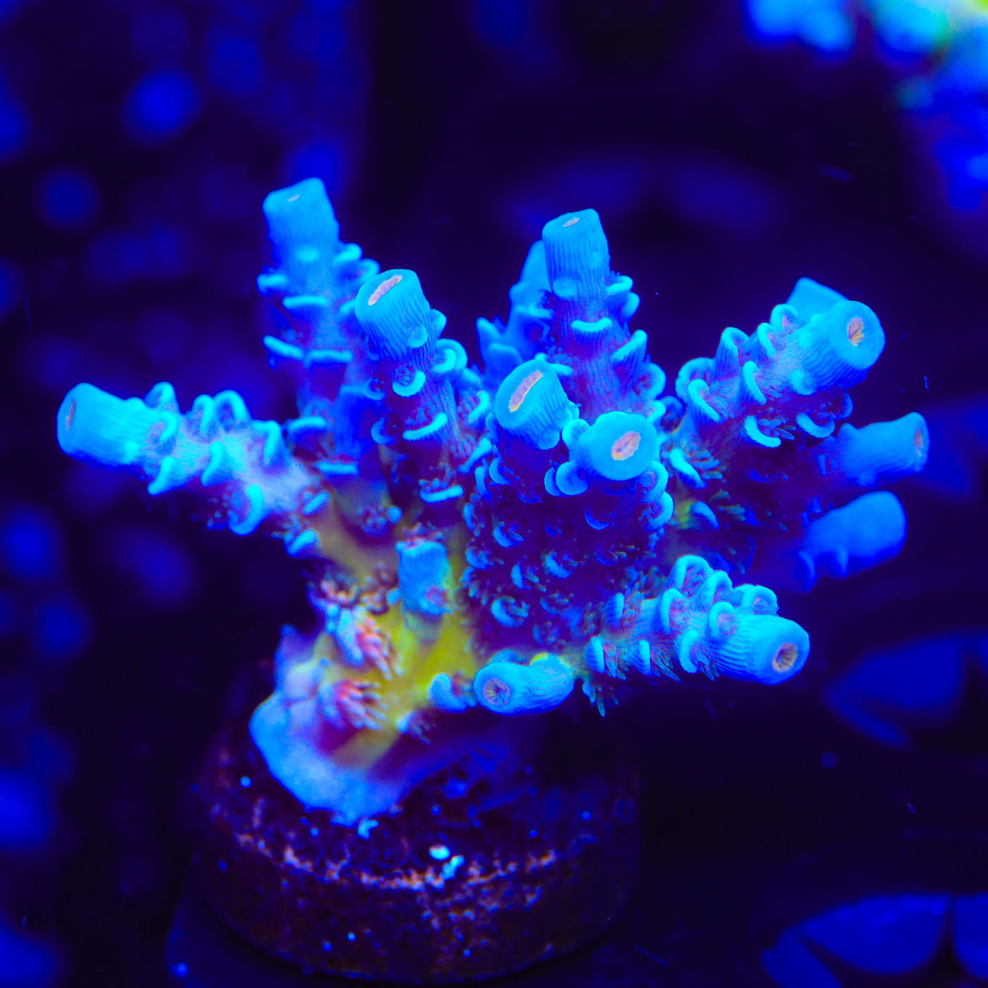 JF Jolt Acropora Coral