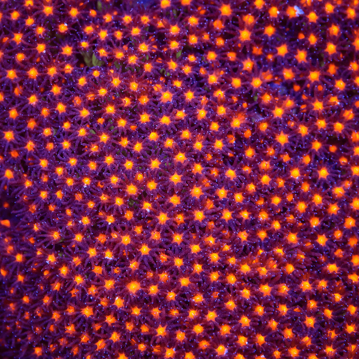JF Sunset Stylocoeniella Coral