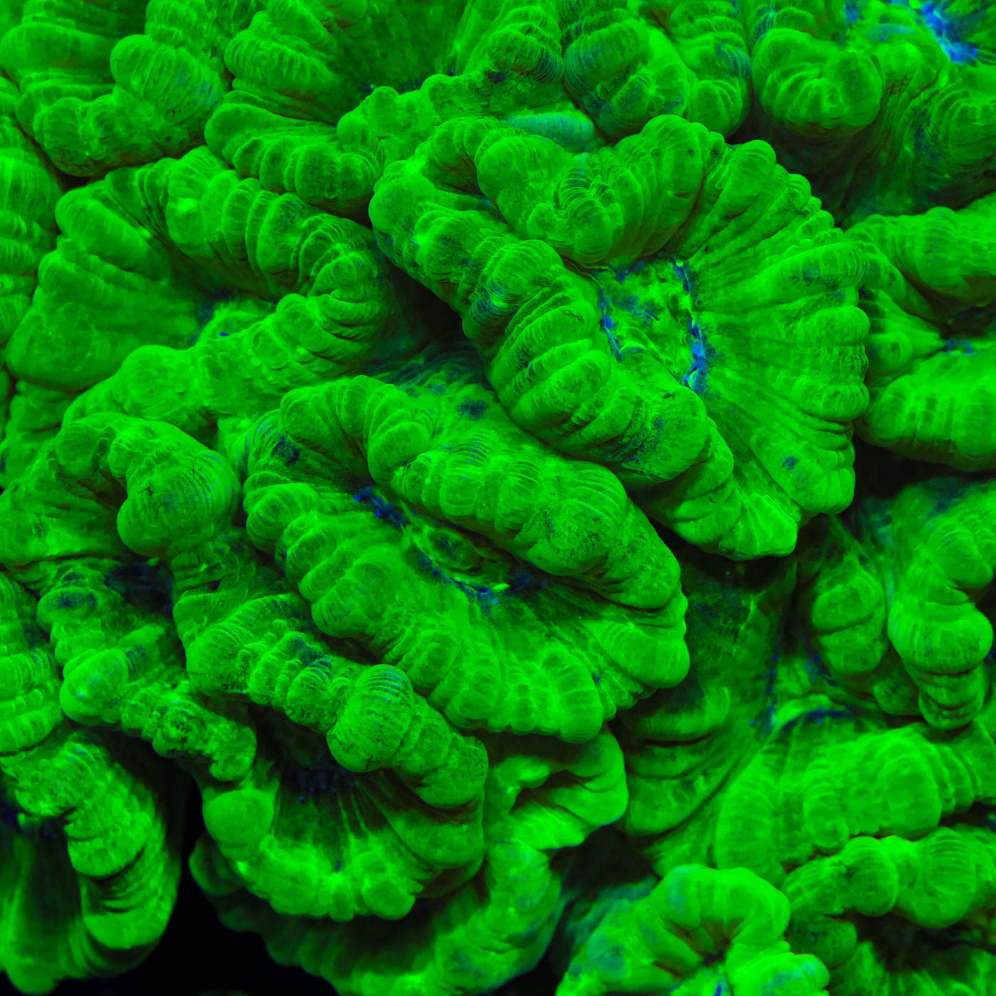 Kryptonite Candy Cane Coral