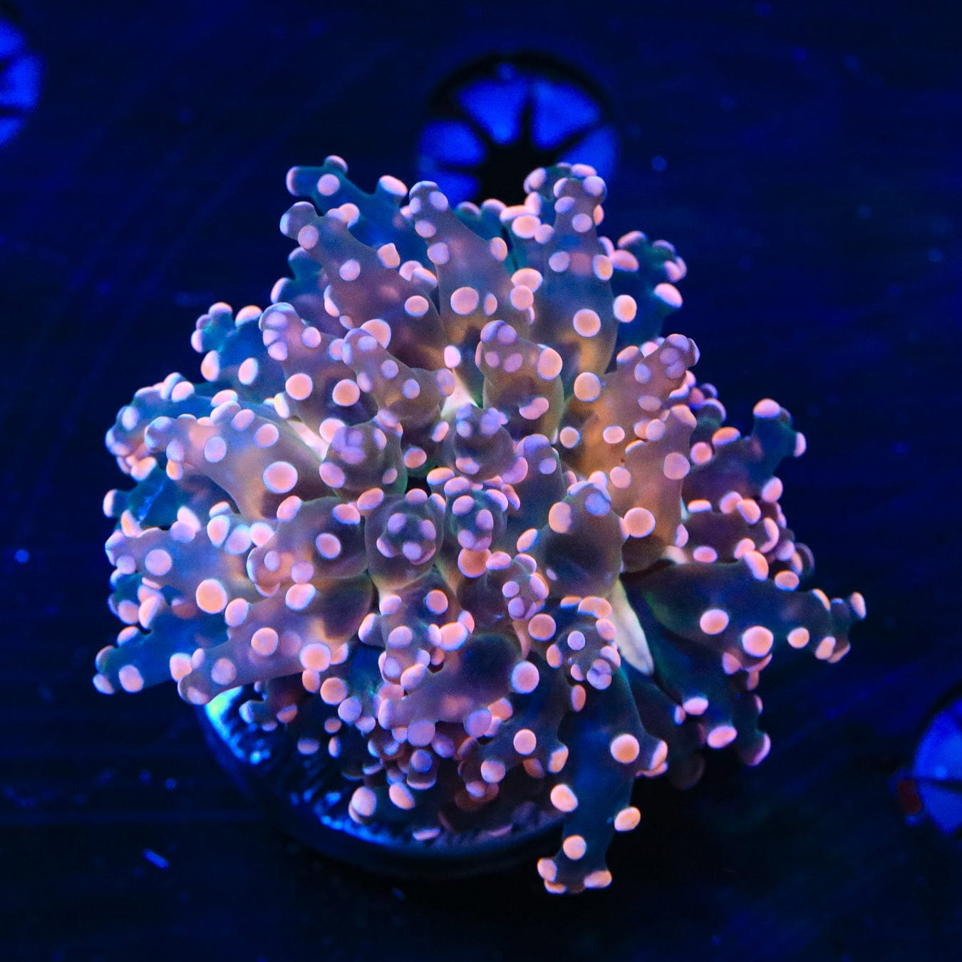 Pink Frogspawn Coral