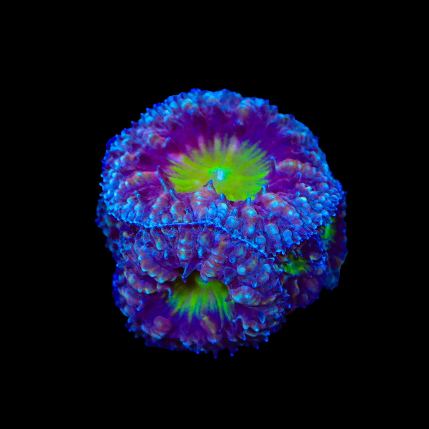 Potion of Life Blastomussa Coral