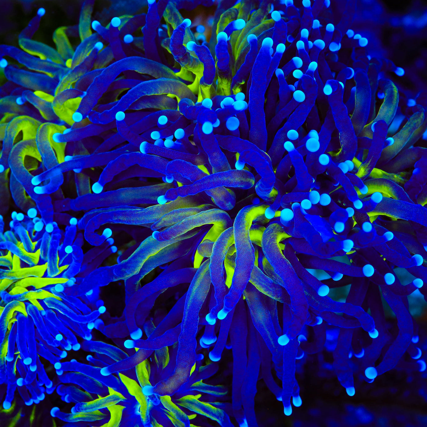 Purple Miami Malaysian Torch Coral