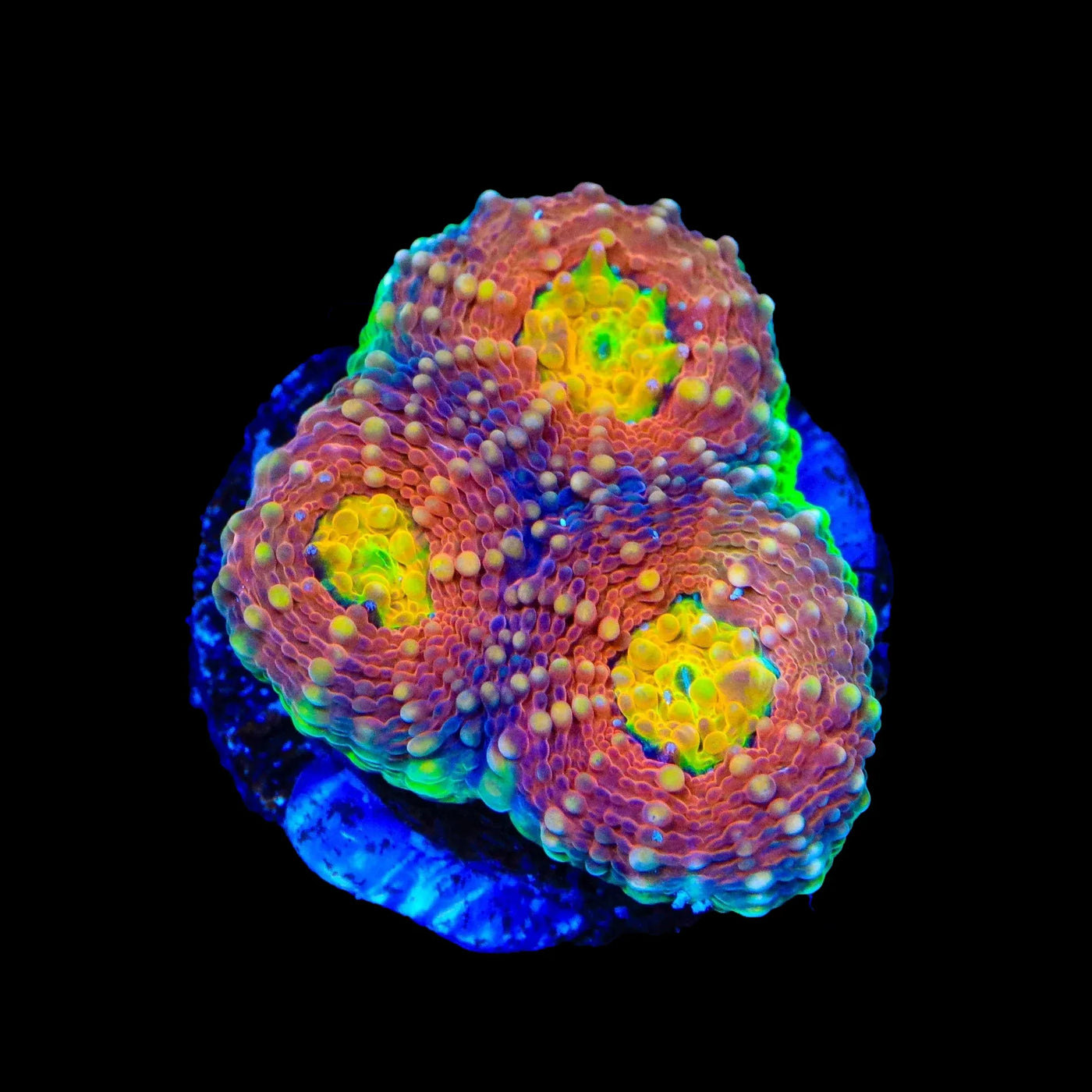 Rainbow Blast Echinata Coral