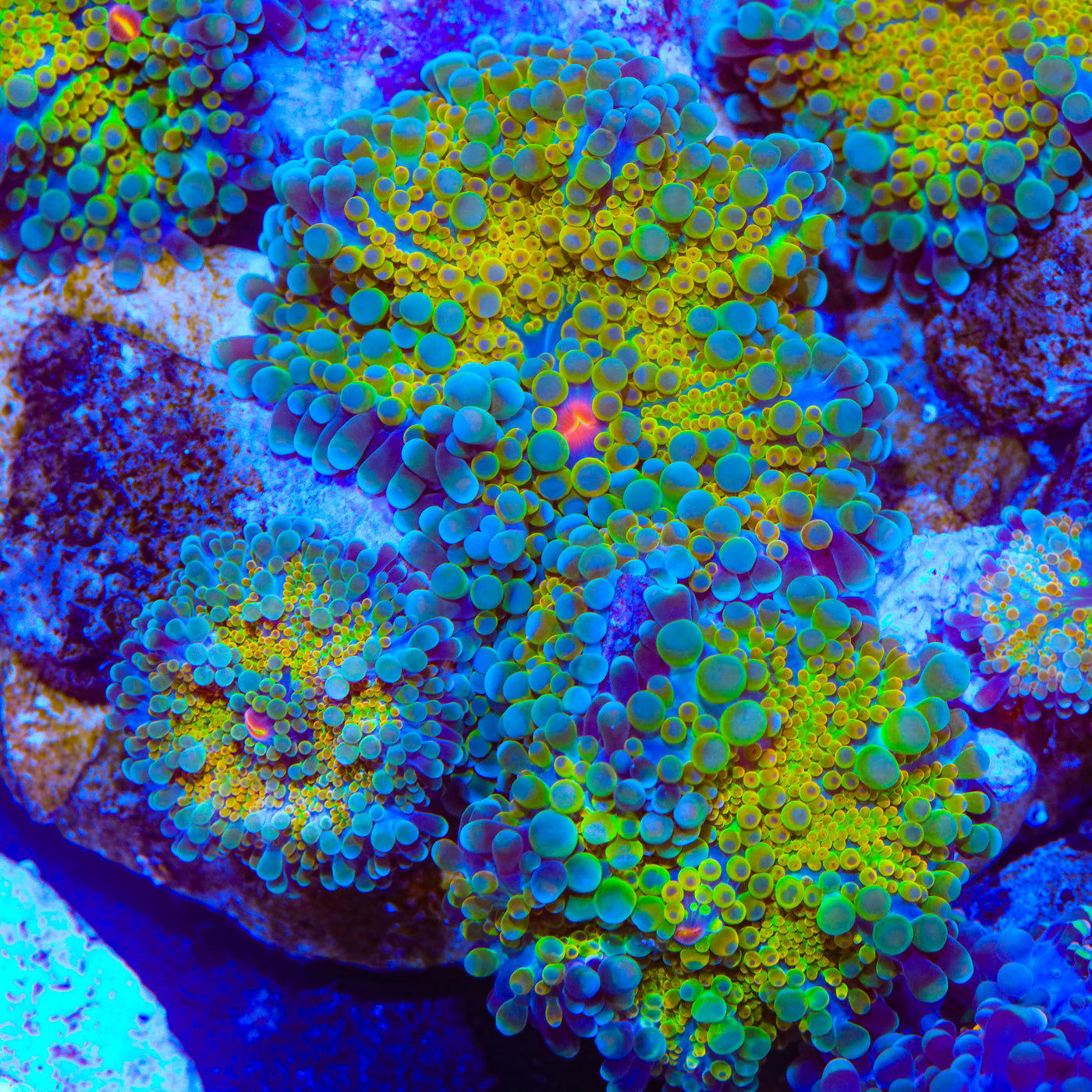 Reaper Yuma Mushroom Coral