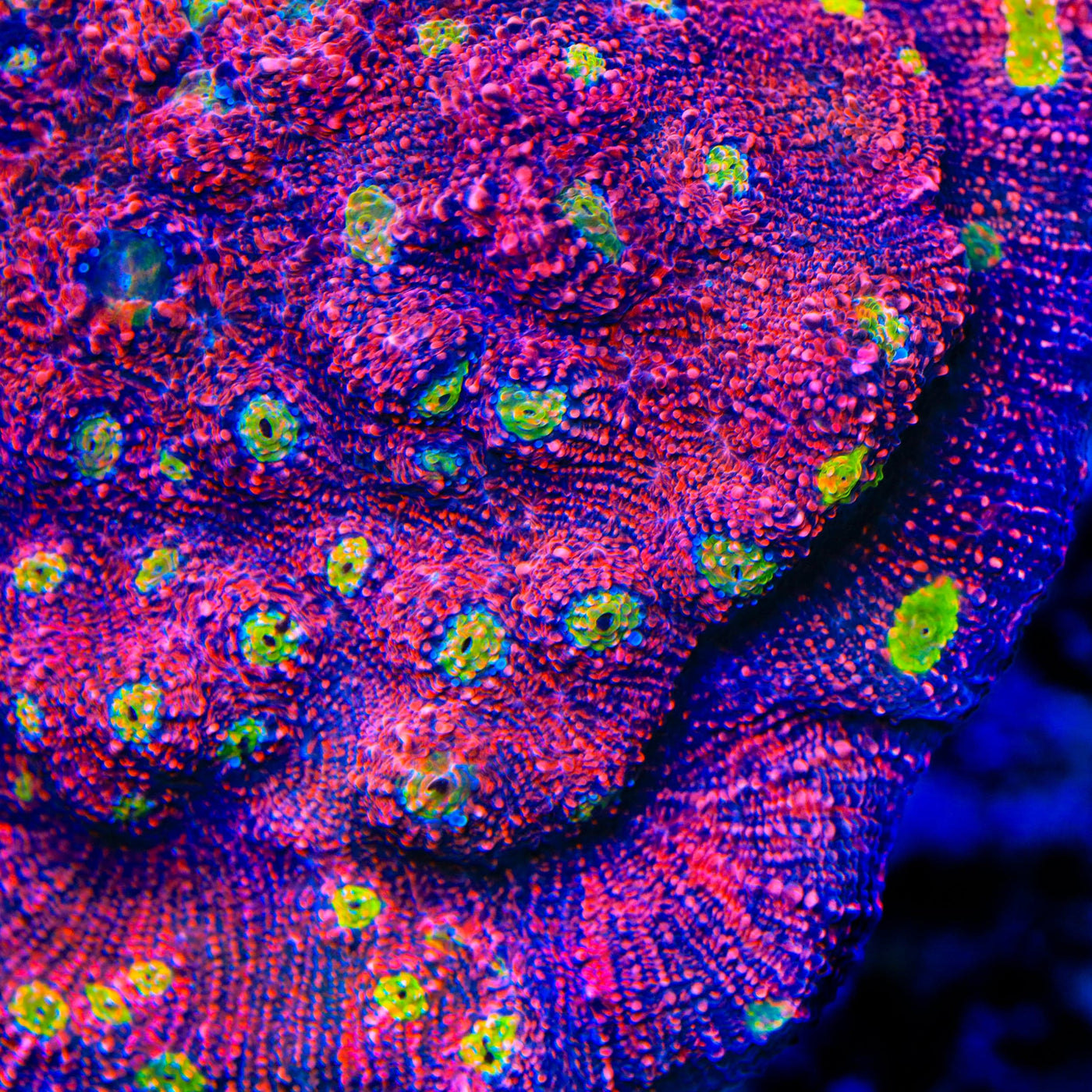 Rimless Watermelon Chalice Coral