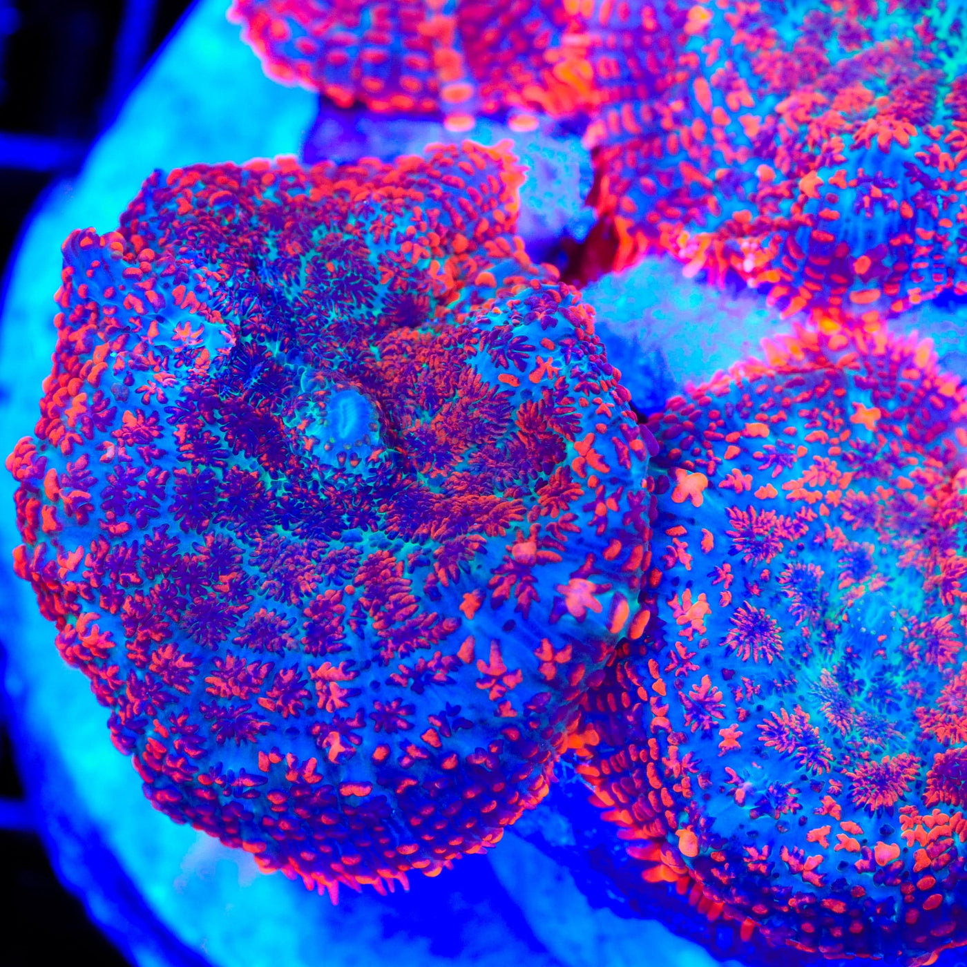 Scarlet Rose Mushroom Coral