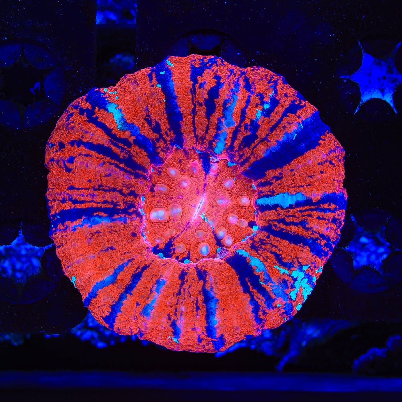 Superman Scolymia Coral