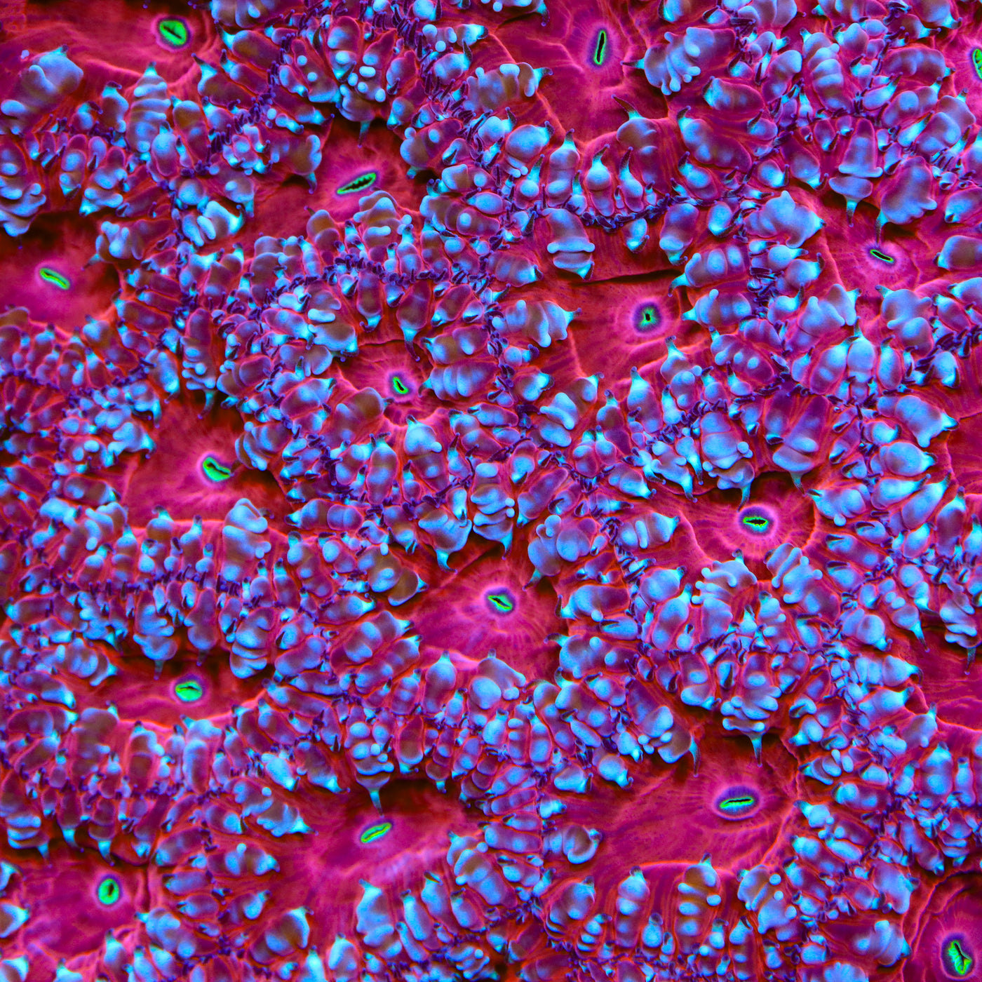 Sweet Tart Blastomussa Coral