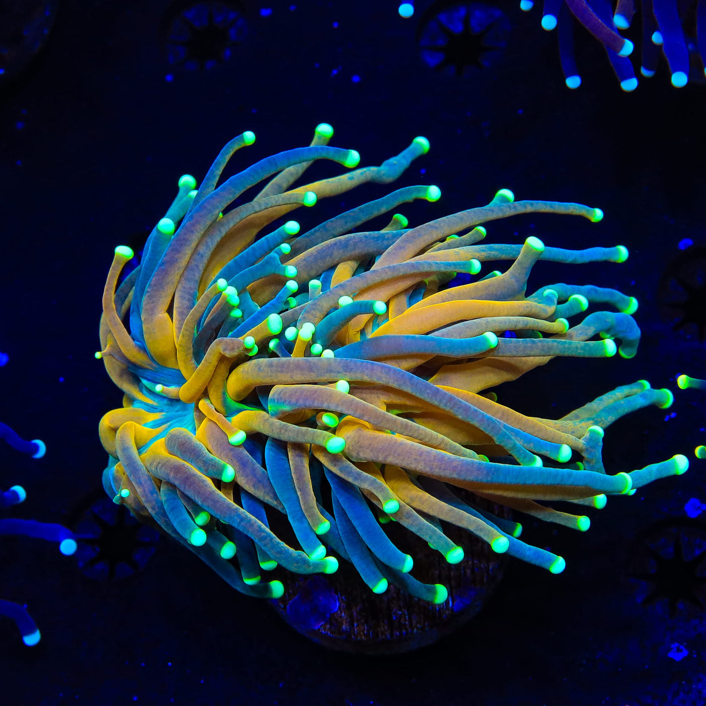 Tiger Torch Coral