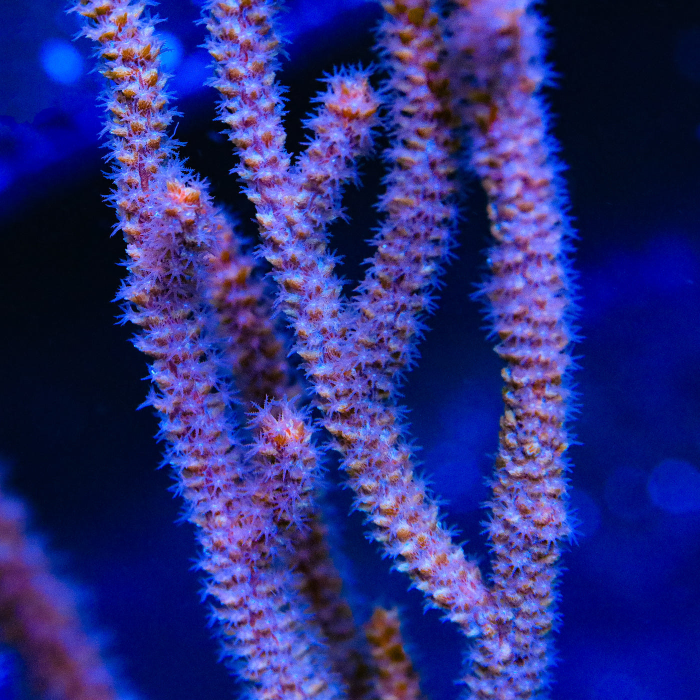 TSA Tinseltown Gorgonian Coral