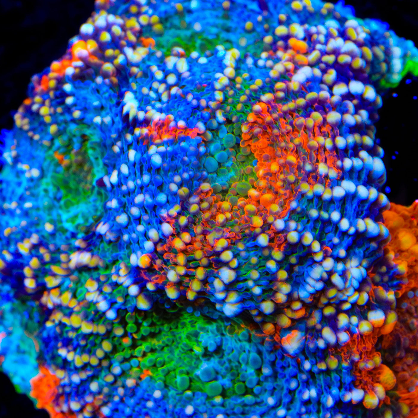 TSA Berry Bash Echinata Coral
