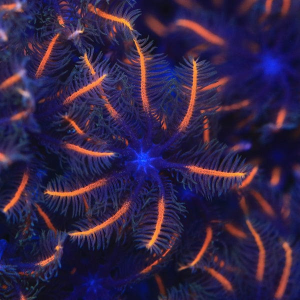 TSA Candy Corn Clove Polyp Coral