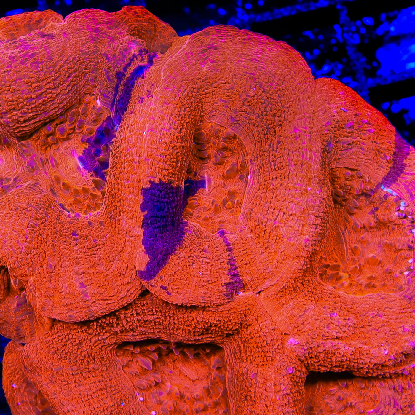 TSA Cherry Grafted Bowerbankii Coral