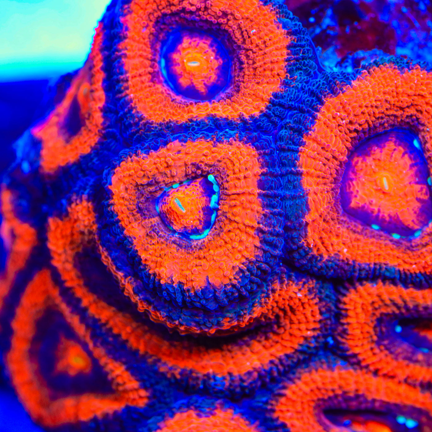 TSA Citrus Shock Micromussa Acan Coral