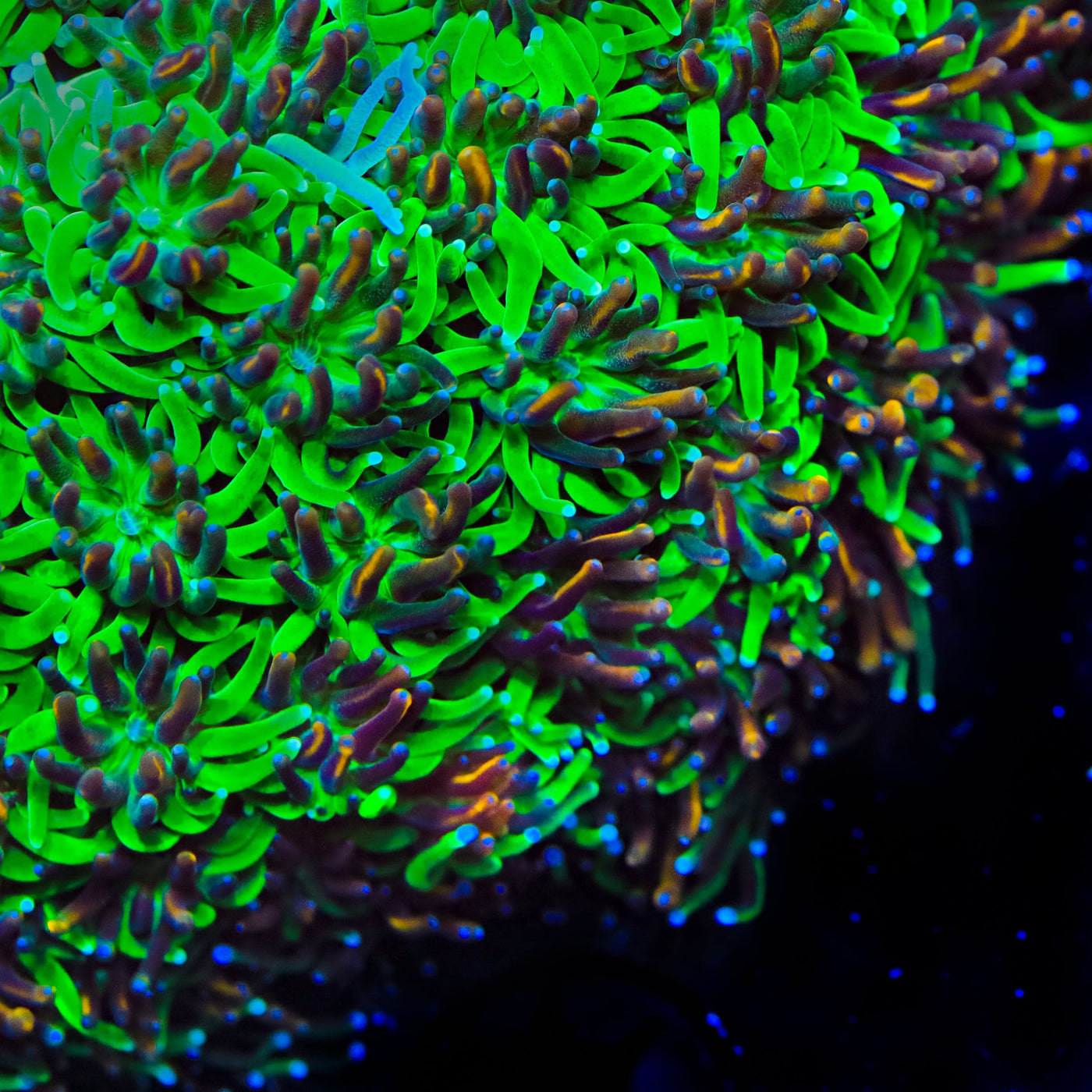 TSA Court Jester Galaxea Coral